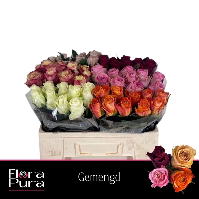 <h4>R GR GEM IN FUST</h4>