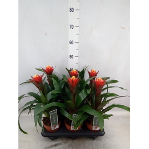 Guzmania  'Happyness'