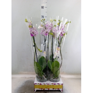 Phalaenopsis   ...