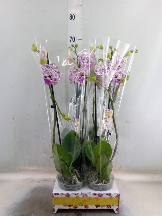 <h4>Phalaenopsis   ...</h4>