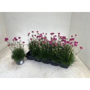 ARME MAR ARMADA ROSE