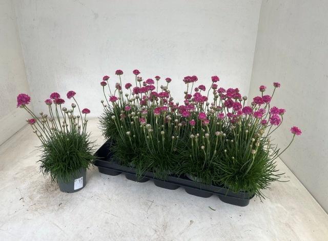 <h4>ARME MAR ARMADA ROSE</h4>