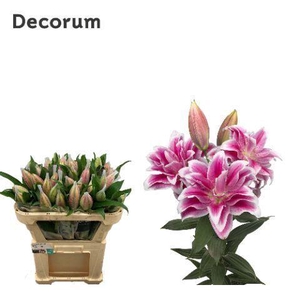 LI ROSELILY OLYMPIA 2+