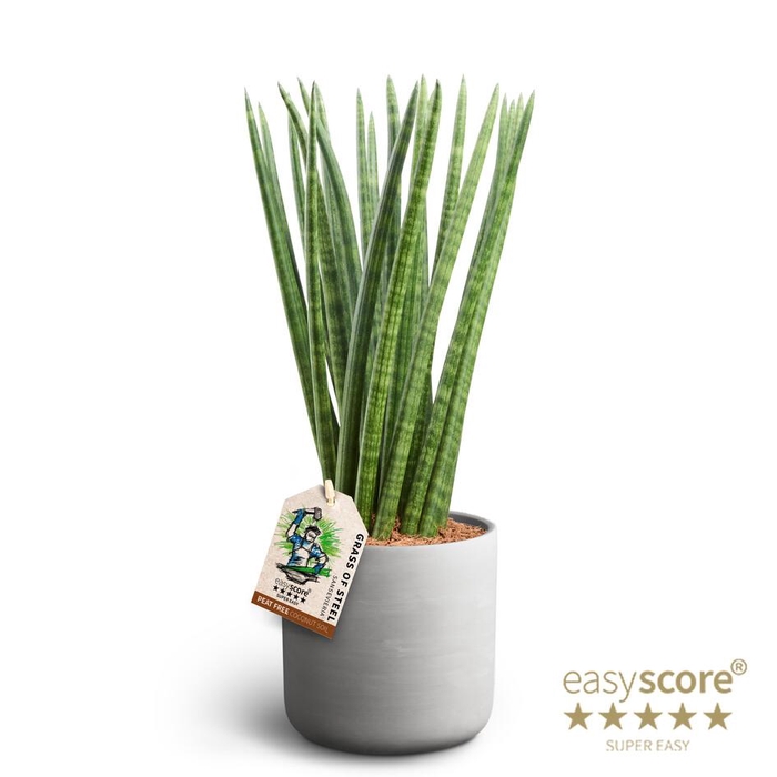 <h4>SANSEVIERIA CYLINDRICA</h4>