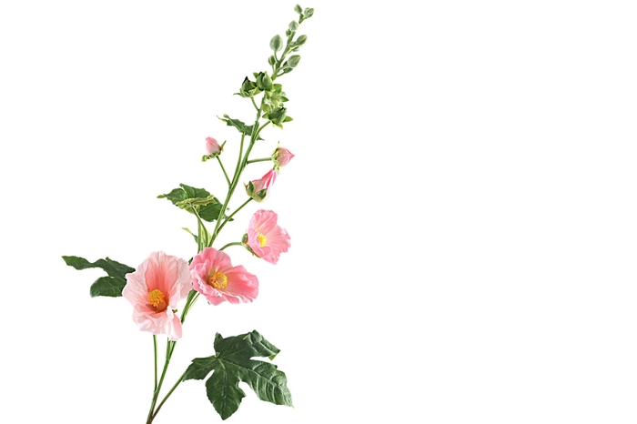 <h4>Alcea Large Pink</h4>