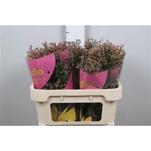 Lim Sin Inca Diamond