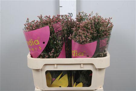 <h4>Lim Sin Inca Diamond</h4>