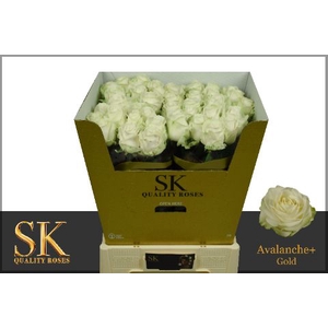 R Gr Avalanche White Extra Sk