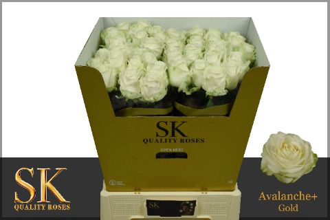 <h4>R Gr Avalanche White Extra Sk</h4>
