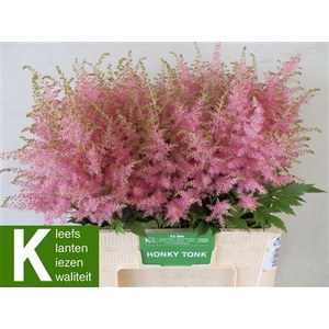 Astilbe Honky Tonk 60cm