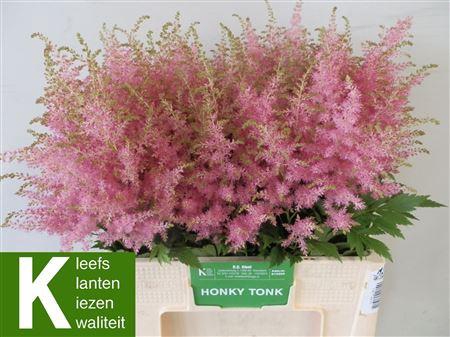 <h4>Astilbe Honky Tonk 60cm</h4>