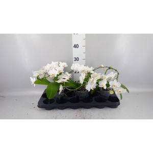 Phalaenopsis multi.   ...white