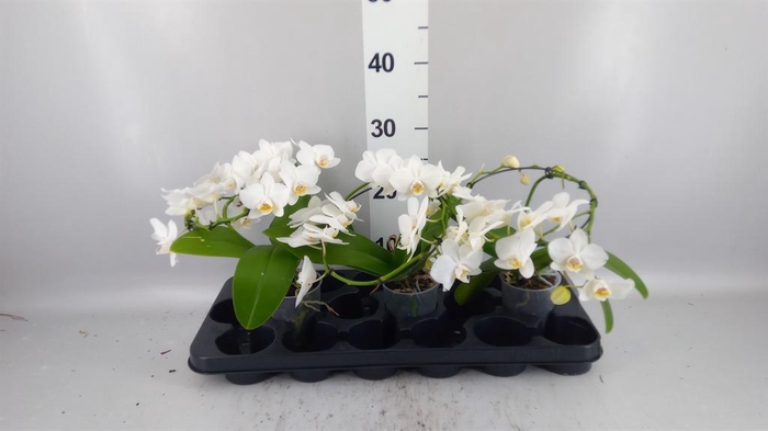 <h4>Phalaenopsis multi.   ...white</h4>