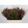 Chamelaucium Rotem