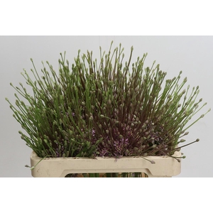 Allium Schubertii