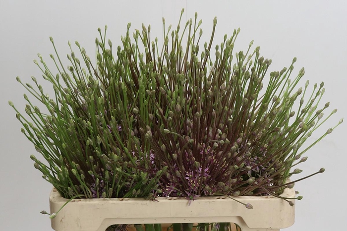 <h4>Allium Schubertii</h4>