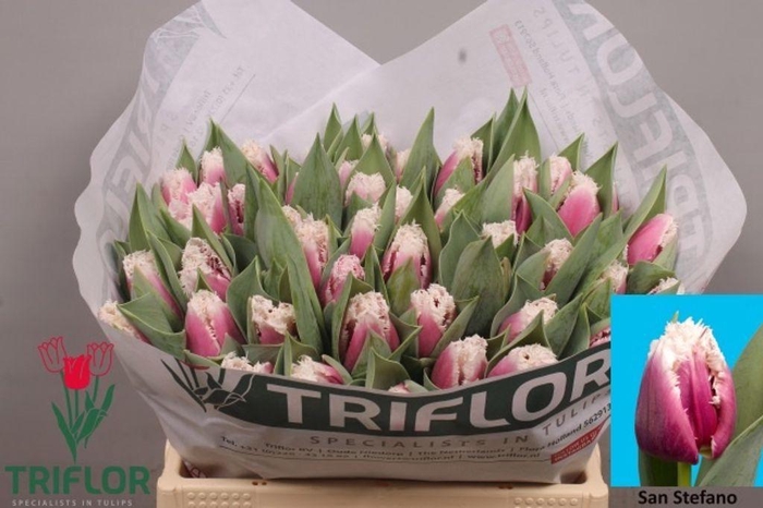 <h4>Tulipa fr san stefano</h4>