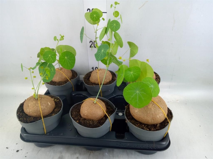 <h4>Stephania pierrei</h4>