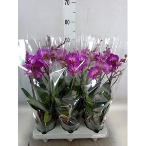 Phalaenopsis multi.   ...lilac