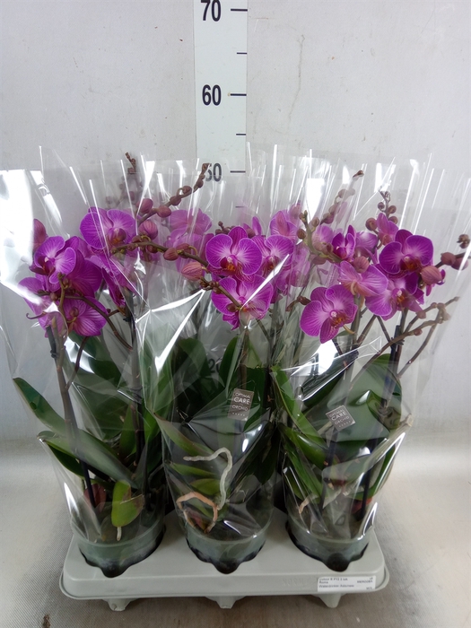 <h4>Phalaenopsis multi.   ...lilac</h4>