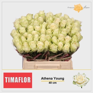 R GR ATHENA