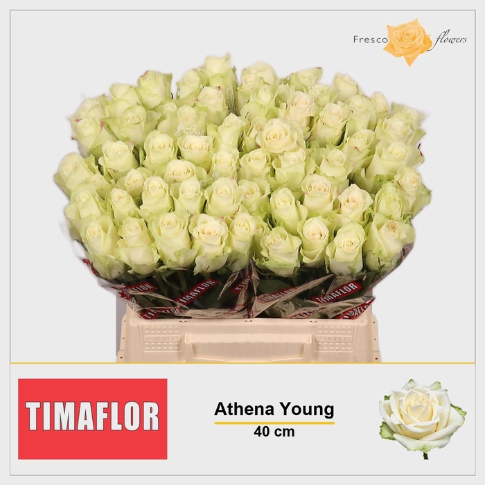 <h4>R GR ATHENA</h4>