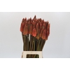 Kniphofia Alcazar