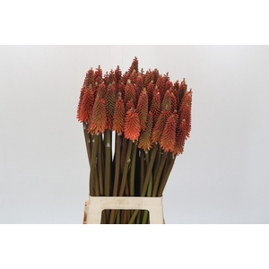 Kniphofia Alcazar