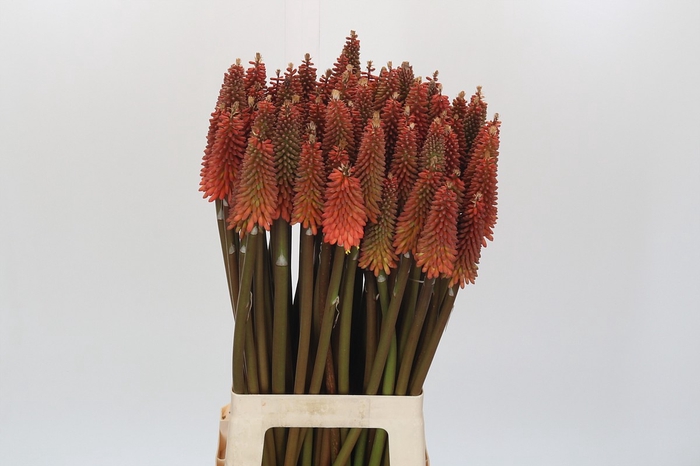 <h4>Kniphofia Alcazar</h4>