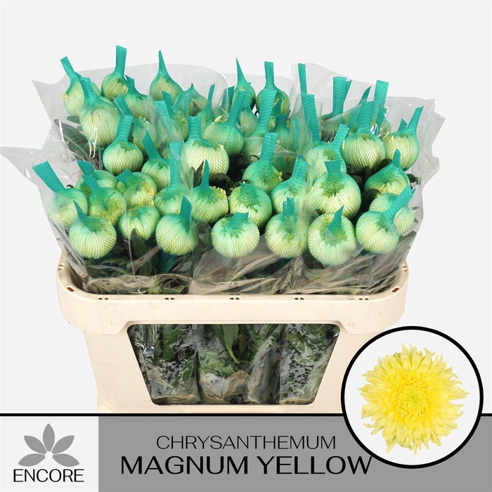 <h4>Chr G Magnum Yellow</h4>