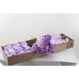 Hydr Pale Pink Tinted Sel Box