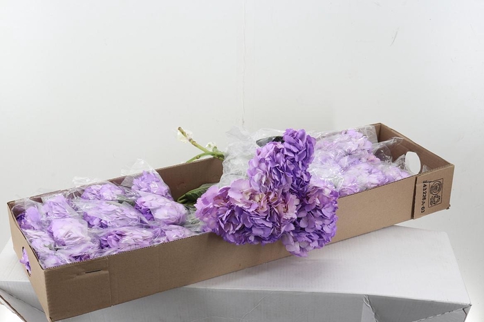 <h4>Hydr Pale Pink Tinted Sel Box</h4>