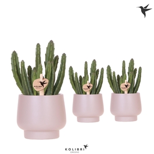 Kolibri Greens Stapelia Leendertziae in Scandic pot taupe