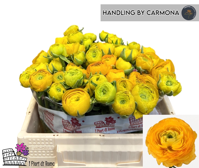 <h4>RAN EL YELLOW</h4>