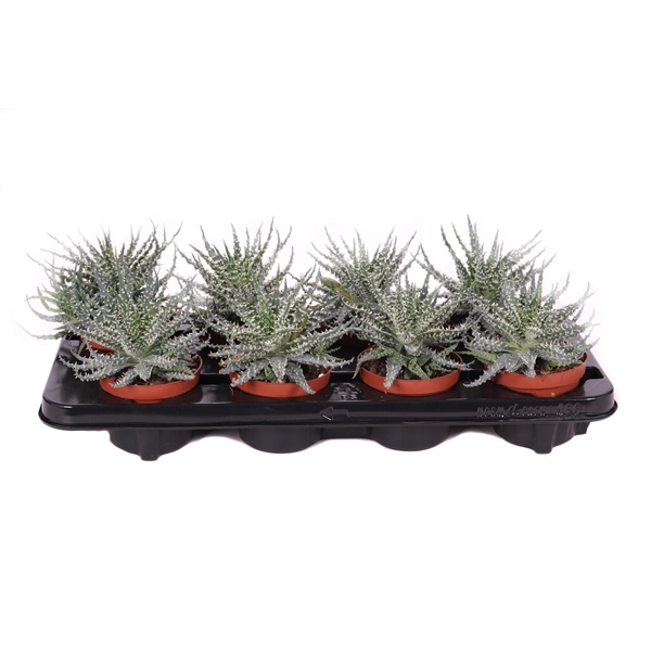 <h4>Aloe safari 10,5 cm</h4>