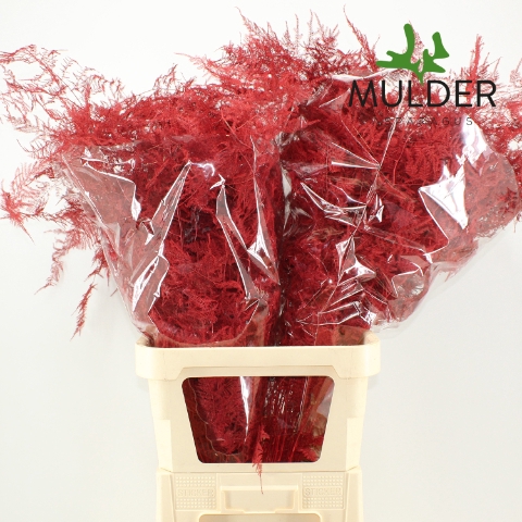 <h4>Asp Klb H% L. Getopt Red</h4>