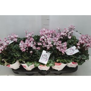 CYCLAMEN ABSOLU DE MOREL P11