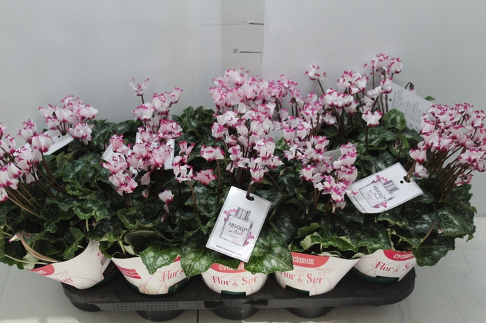 <h4>CYCLAMEN ABSOLU DE MOREL P11</h4>