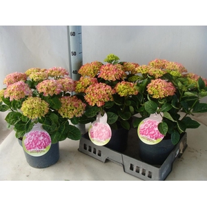 Hydrangea mac.