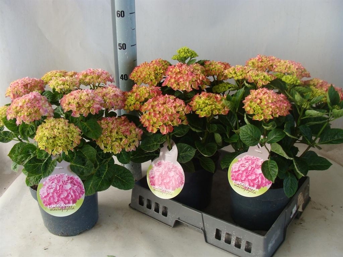 <h4>Hydrangea mac.</h4>