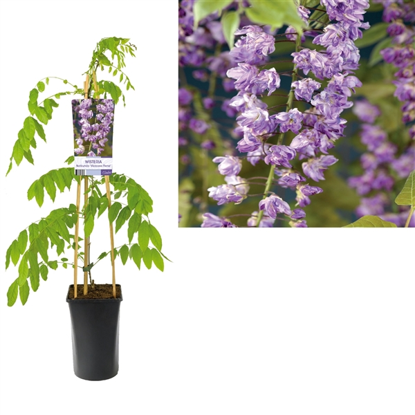 <h4>Wisteria floribunda 'Violacea Plena' +light label</h4>