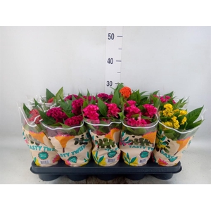 Celosia arg. CR 'Twisted'   ...mix