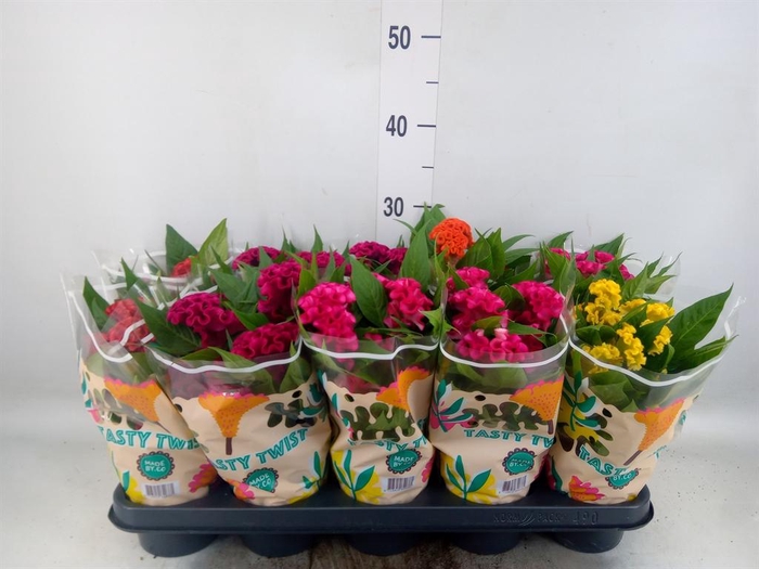 <h4>Celosia arg. CR 'Twisted'   ...mix</h4>