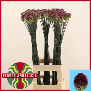 ALLIUM SPHAEROCEPHAL