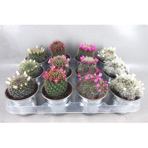 Cactus bloeiend gemengd