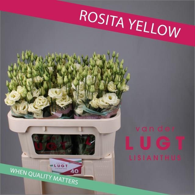 EUS G ROSI YELLOW