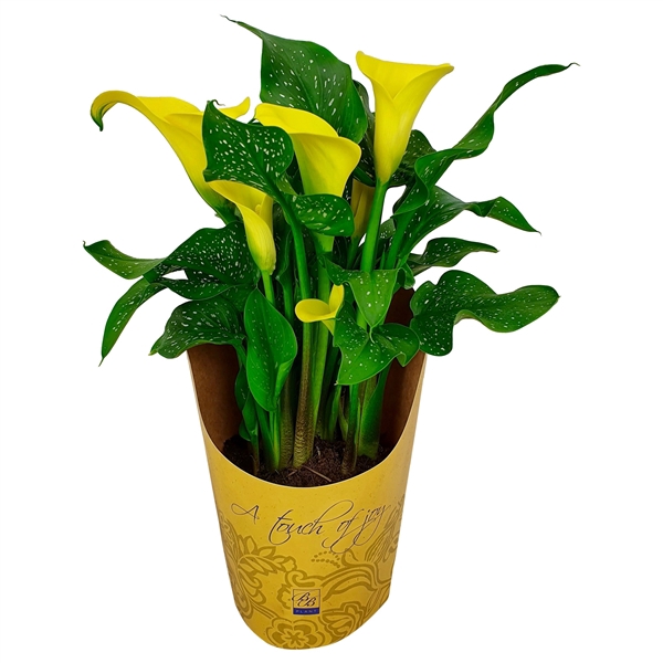 <h4>Gele Zantedeschia in gele 'A touch of joy' potcover</h4>