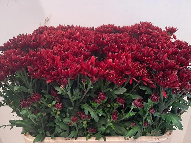 <h4>CHR T JAGUAR RED</h4>