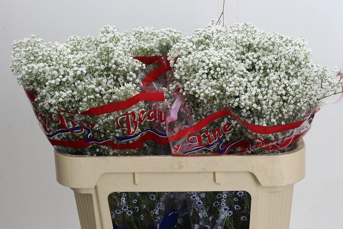 <h4>Gyps Million Stars</h4>