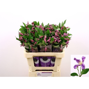Clematis Amazing Rome 60cm